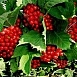 Калина плодовая 'Красная гроздь'
