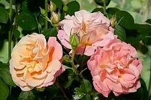 Роза 'Кубана' (шраб, флорибунда) (персиково - розовая)