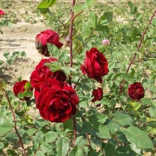 Роза 'Аделаида Худлесс' (парковая) (красная)