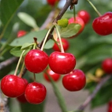 Вишня обыкновенная 'Малиновка'