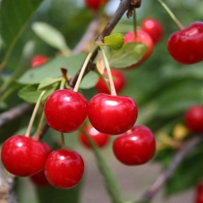 Вишня обыкновенная 'Малиновка'