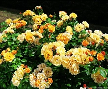 Роза 'Текила' (флорибунда) (оранжево - желтая)