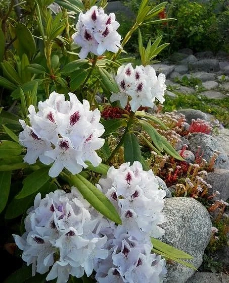 Рододендрон гибридный 'Питер Тигерштедт'