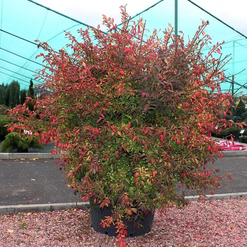 Бересклет крылатый (Euonymus alatus)