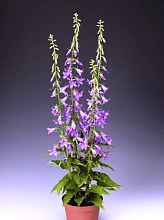 Колокольчик рапунцелевидный 'Кампбел Блю'