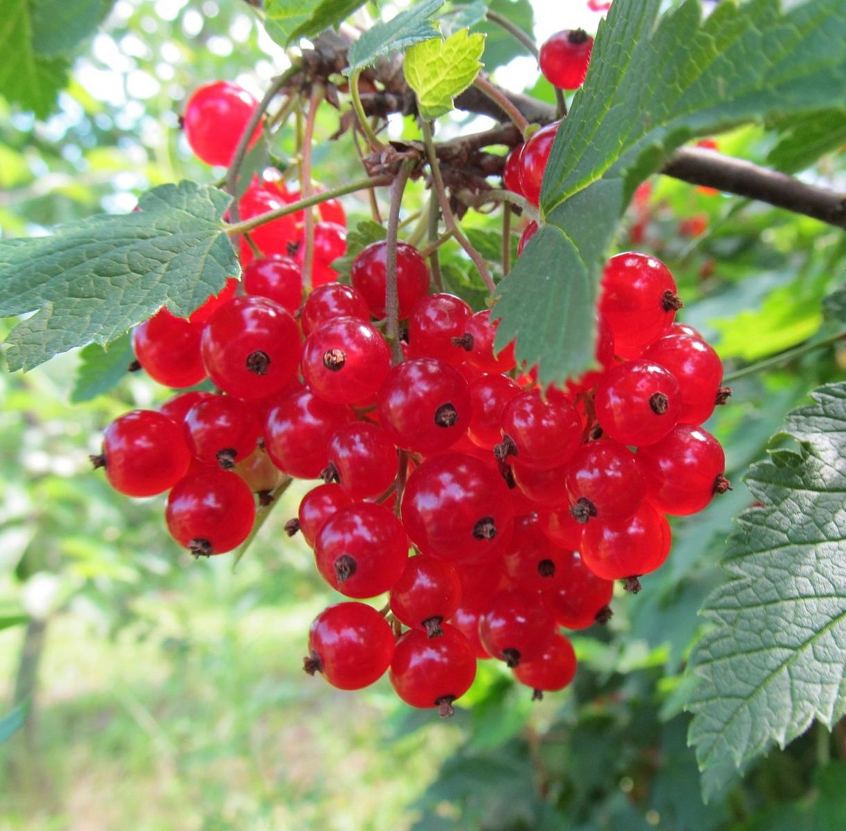 Смородина натали описание отзывы. Смородина красная Натали. Смородина красная - ribes rubrum. Смородина красная Андрейченко. Смородина красная ribes rubrum "сахарная".