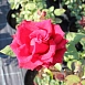 Роза 'Саше' (Флорибунда) (ярко красными)						
