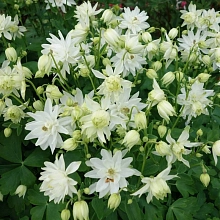 Аквилегия обыкновенная (водосбор) 'Барлоу Уайт'