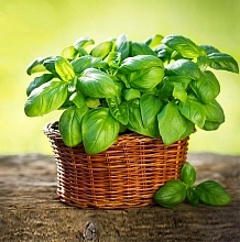 Базилик овощной 'Тонус'