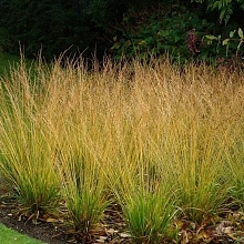 Молиния тростниковая 'Скайрокер'