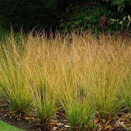 Молиния тростниковая 'Скайрокер'