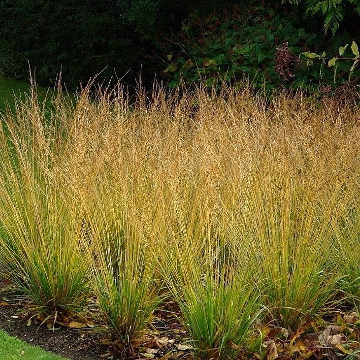 Молиния тростниковая 'Скайрокер'