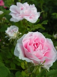 Роза 'Мартин Фробишер' (парковая) (розовая) Роза 'Мартин Фробишер' (парковая) (розовая)