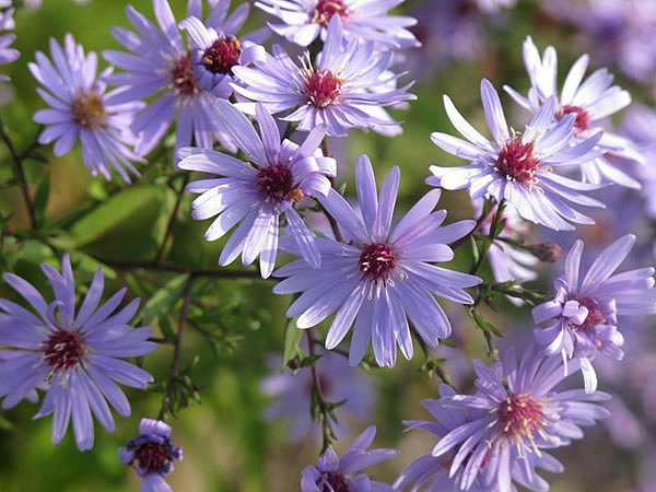 Астра сердцелистная 'Литл Карлоу' (пурпурная)