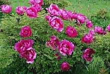 Пион древовидный (пурпурный)