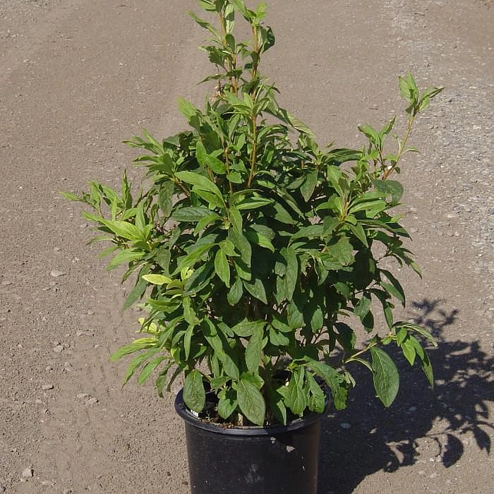 Сирень Престон 'Джеймс Макфарлейн' (розовая)