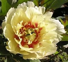 Пион Ито-гибрид 'Йеллоу Хэвен' (желтый)