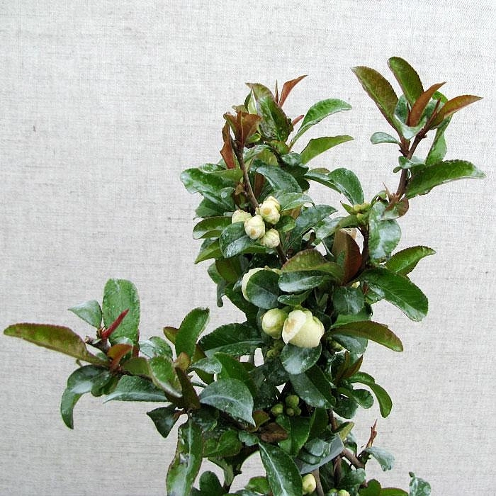 Айва прекрасная 'Юкиготен'