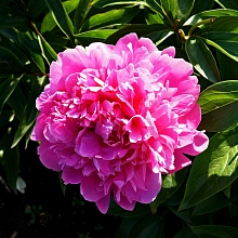 Пион молочноцветковый 'Прери Принцесс'