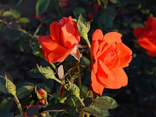 Роза 'Лав Стори' (чайно-гибридная)