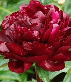 Пион молочноцветковый 'Армани' (красный)