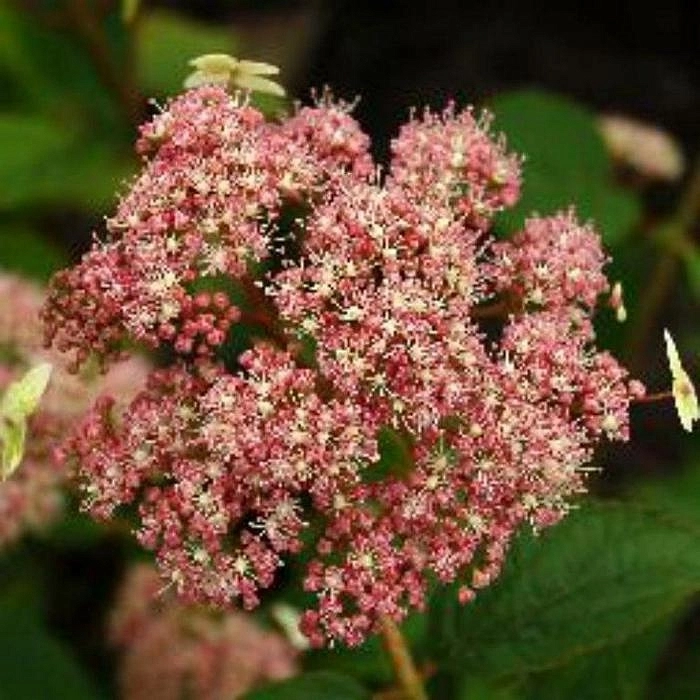 Гортензия древовидная 'Пинк Пинкашн'