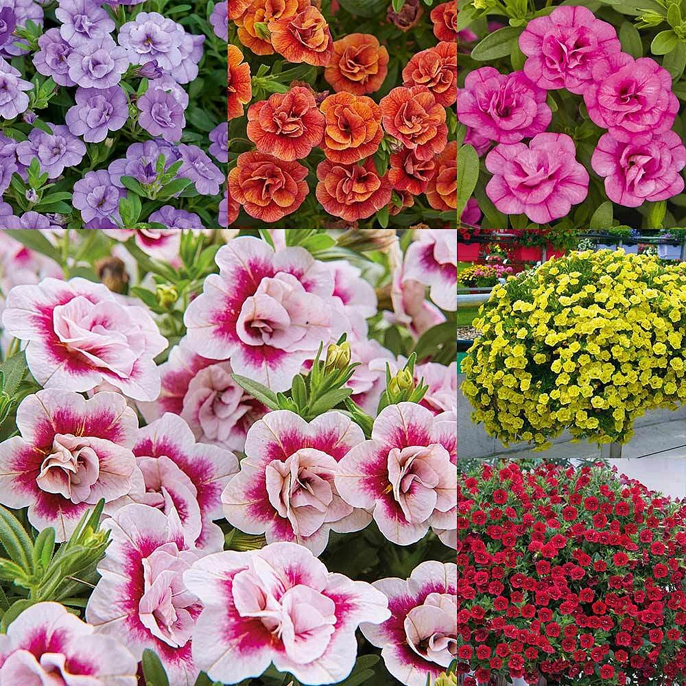 Семена Калибрахоа