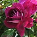 Роза 'Бургунд' (чайно-гибридная) (пурпурно - фиолетовая)