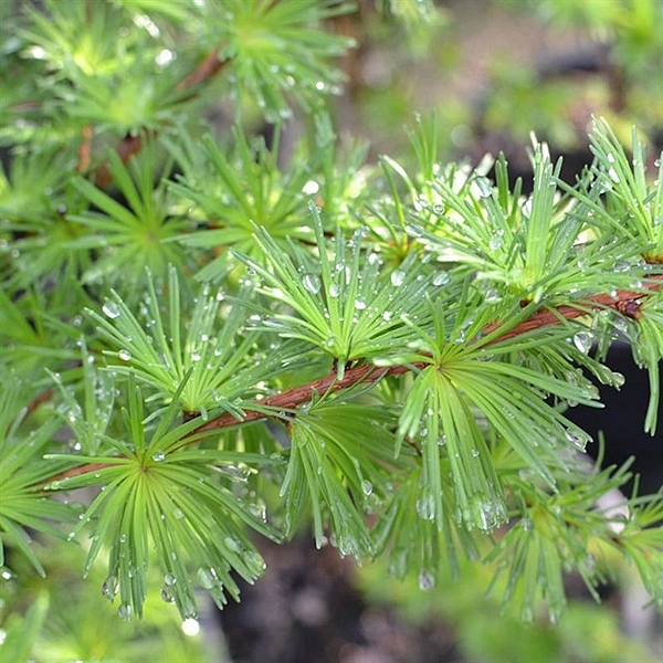 Лиственница тонкочешуйчатая (Кемпфера, японская)