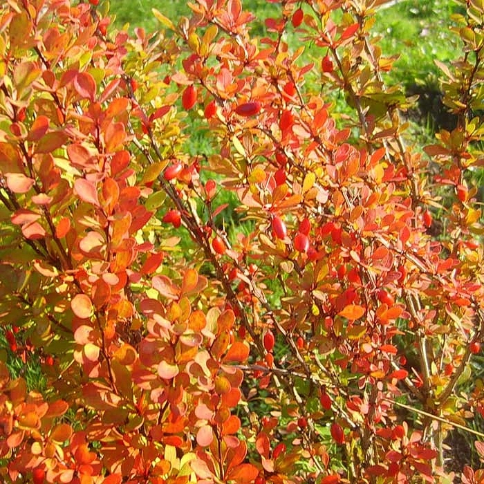 Барбарис Тунберга 'Эректа'