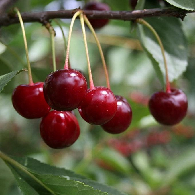 Вишня обыкновенная 'Гриот Московский' (Фея)