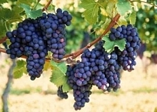 Виноград 'Русский фиолетовый'