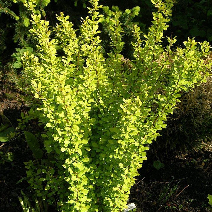 Барбарис Тунберга 'Мария'