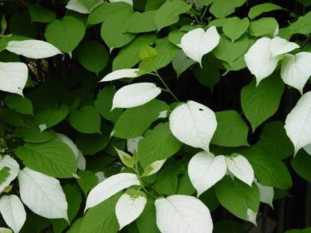 Актинидия полигама 'Брюнет' ( муж.)