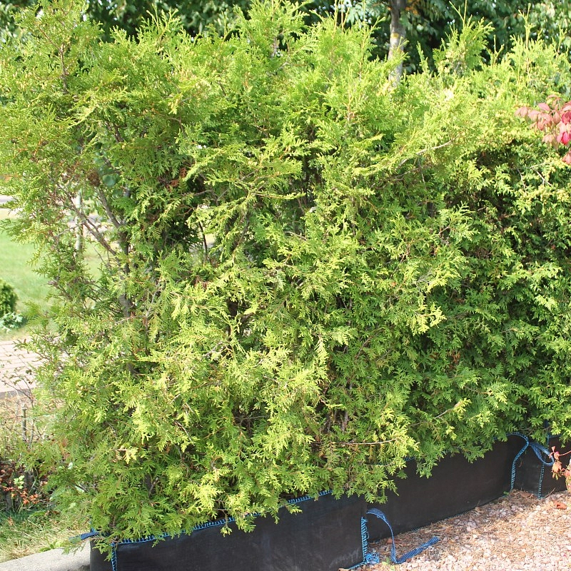 Туя западная 'Брабант' блоки ж/и 140х100х40