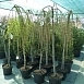 Лиственница европейская 'Пули'