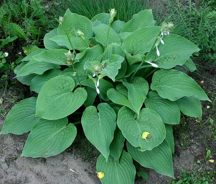 Хоста гибридная (вздутая, волнистая) 'Элеганс'