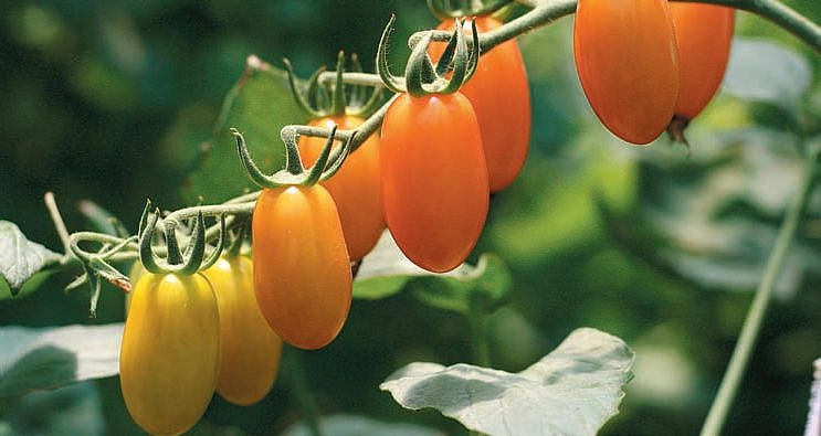 Томат 'Черри Лиза'