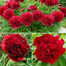 Пион лекарственный 'Ред Грейс'