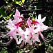 Рододендрон голоцветковый (розовый)