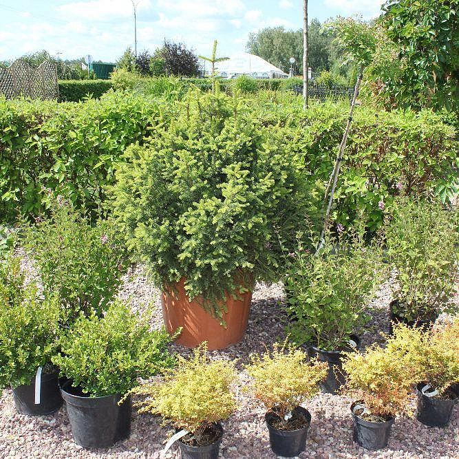 Лайм коктейль