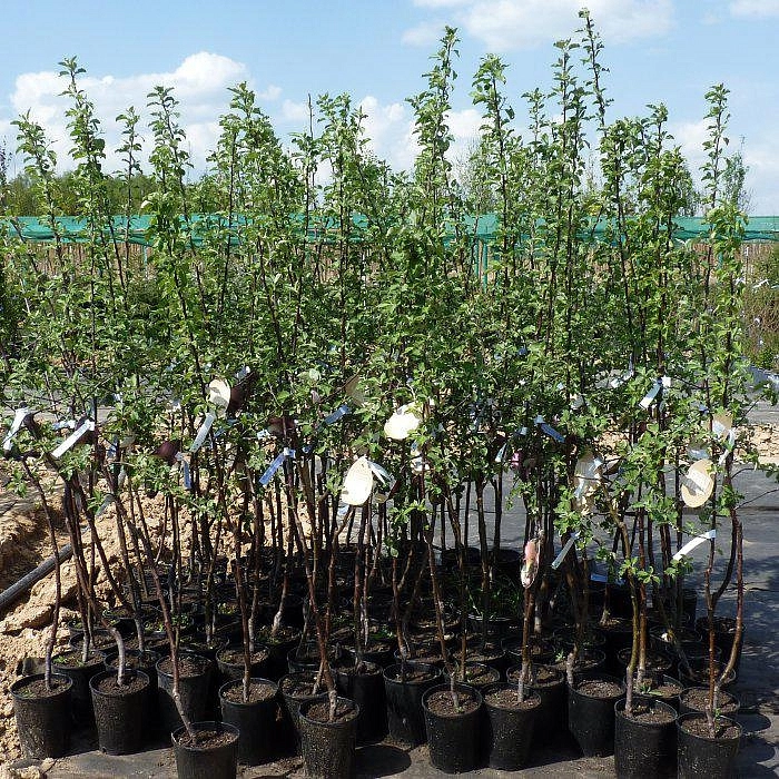 Яблоня домашняя 'Рождественское'