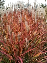 Мискантус китайский 'Пурпуресценс'