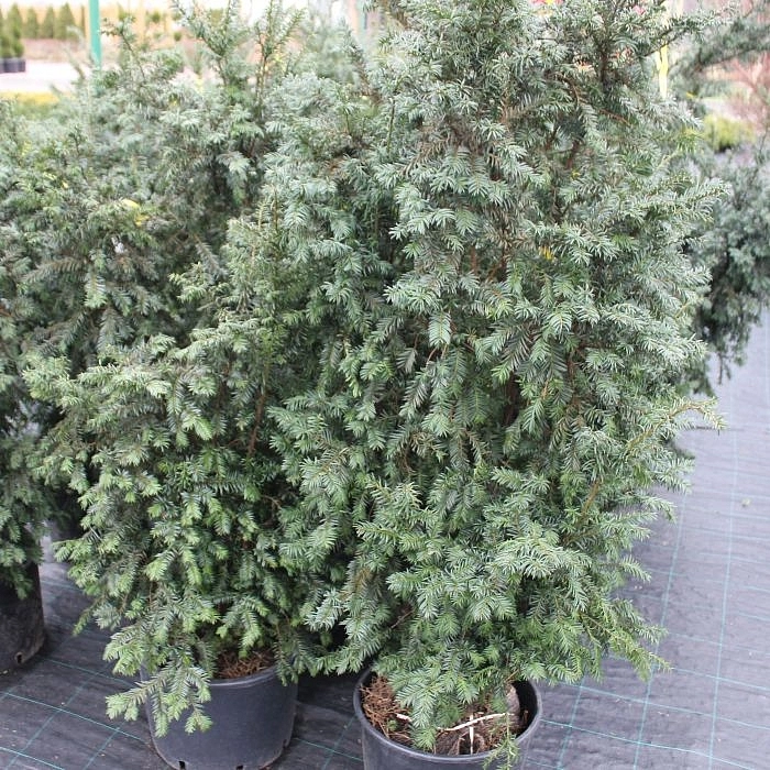 Тис ягодный 'Шварцгрун'