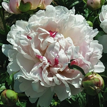 Пион молочноцветковый 'Чинук' (светло-розовый)