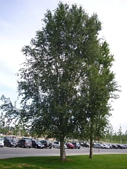 Тополь Симона