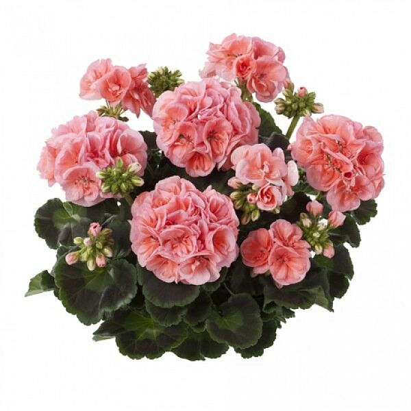 Пеларгония зональная 'Тоскана Смарт Ленья Салмон' (лососевая, зеленый лист)