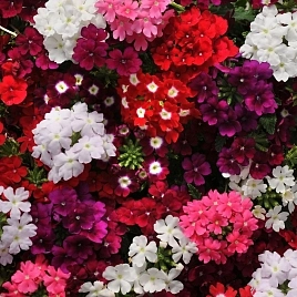 Вербена гибридная компактная 'Кварц' (микс)