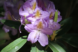 Рододендрон гибридный 'Блутопиа' (фиолетовый)
