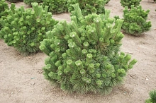 Сосна черная 'Синфониа'